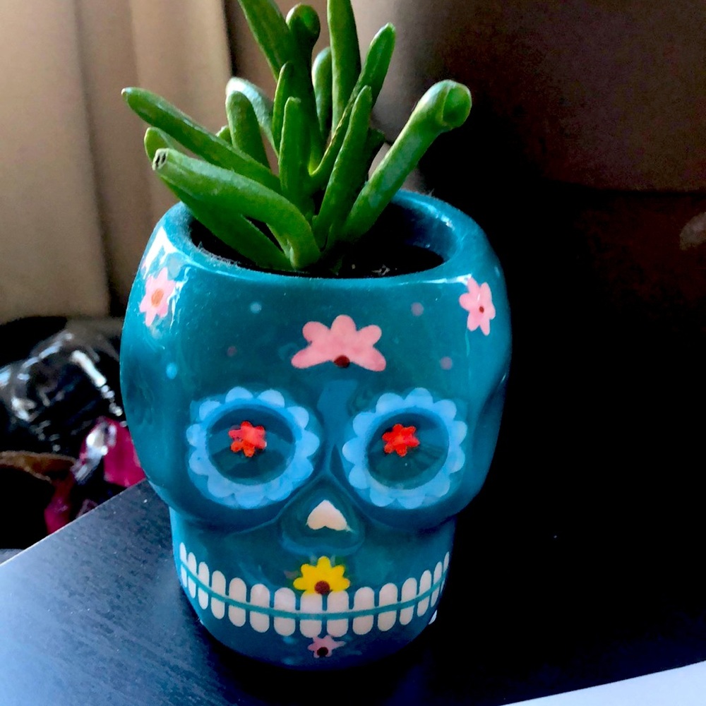 Plants- PRIVATE BUNDLE